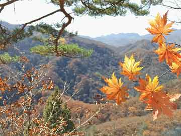 柏林峪村民委员会最新招聘信息