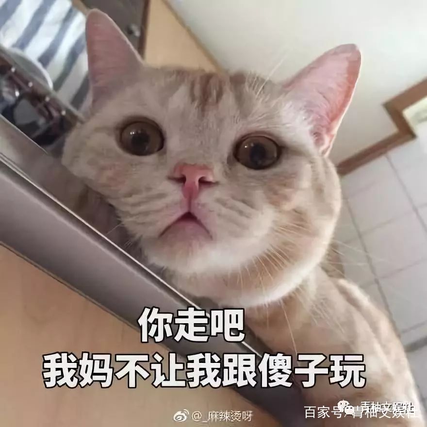 猫咪人脸表情包背后的萌宠故事与情感共鸣