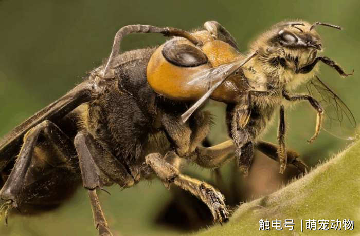 虎头蜂与鸟的博弈，生态平衡下的蜂巢保护与撕裂之争