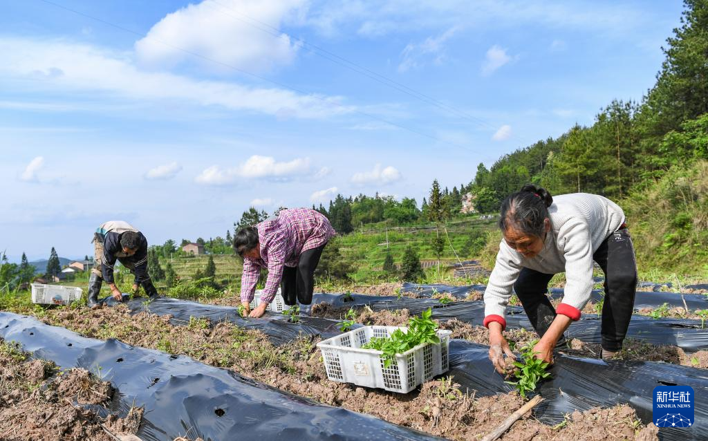 宝坪村新任领导引领乡村走向繁荣新篇章