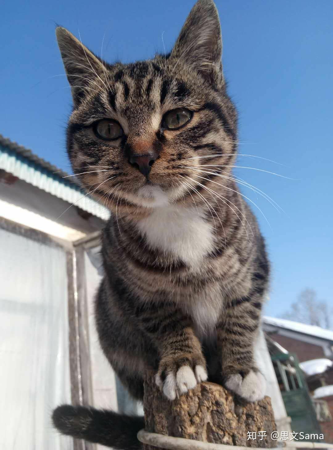 中国狸花猫优缺点的深度探讨