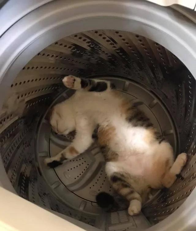 猫与洗衣机的奇妙两分钟邂逅体验