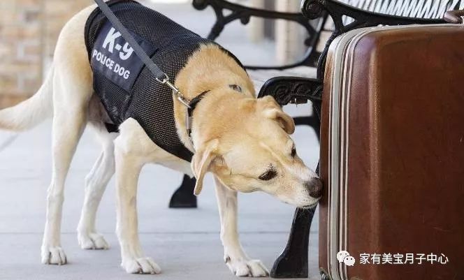 警犬因工作状态不佳遭通报批评，责任心与职业精神引深思