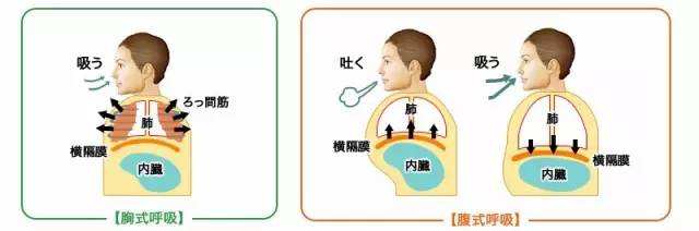 呼吸频率与脂肪代谢的误解解析，真相揭秘