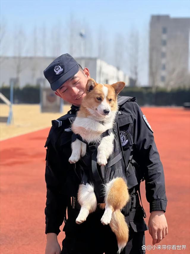 警犬福仔因工作失误被扣除年终奖，责任与纪律的考验