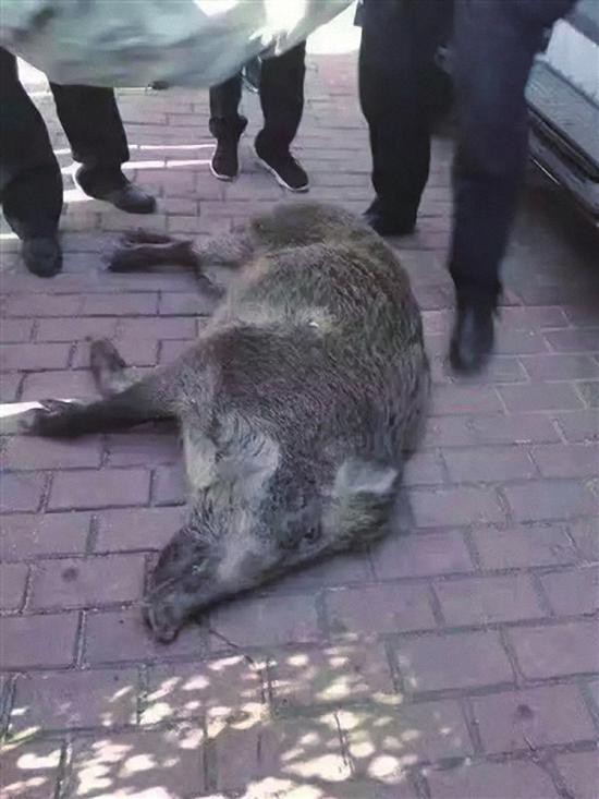 韩国多地发起野猪驱逐行动