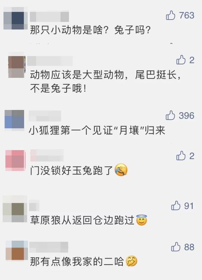 央视直播意外亮点，小狐狸抢镜成焦点