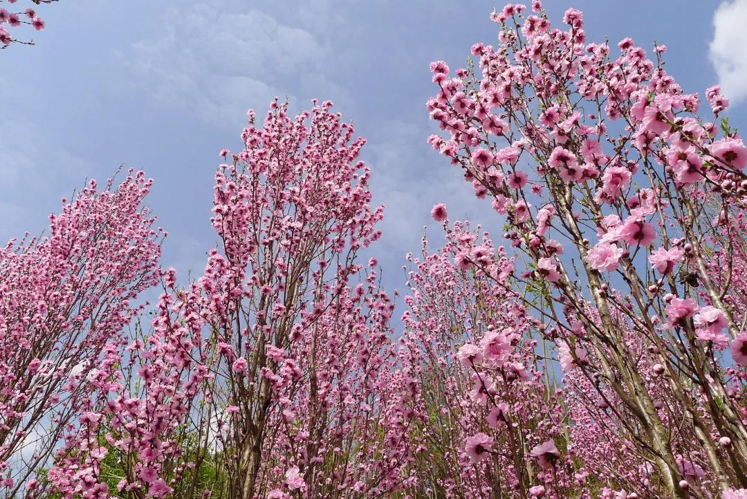 春日赏花赏景，尽享美好时光