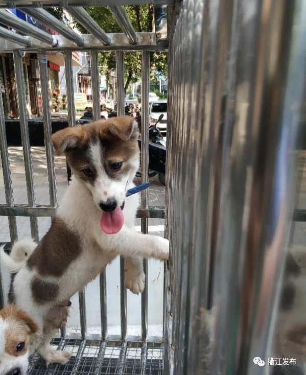 流浪狗之家，意外收养开启爱犬新生活，五万悬赏见证温情瞬间