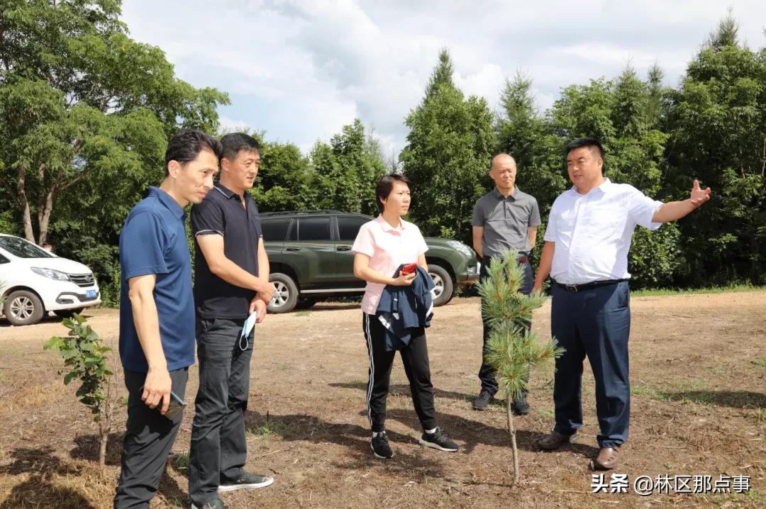 山河屯林业局绿色项目，探索与实践发展之路