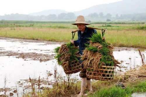 沙棘农的种植之路，迟疑与决断的较量