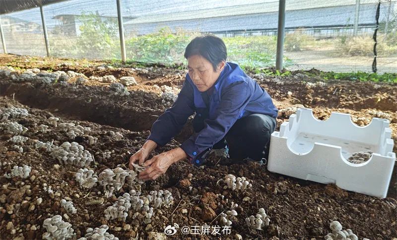 投资鹿茸菌承诺百万收益却无人回收