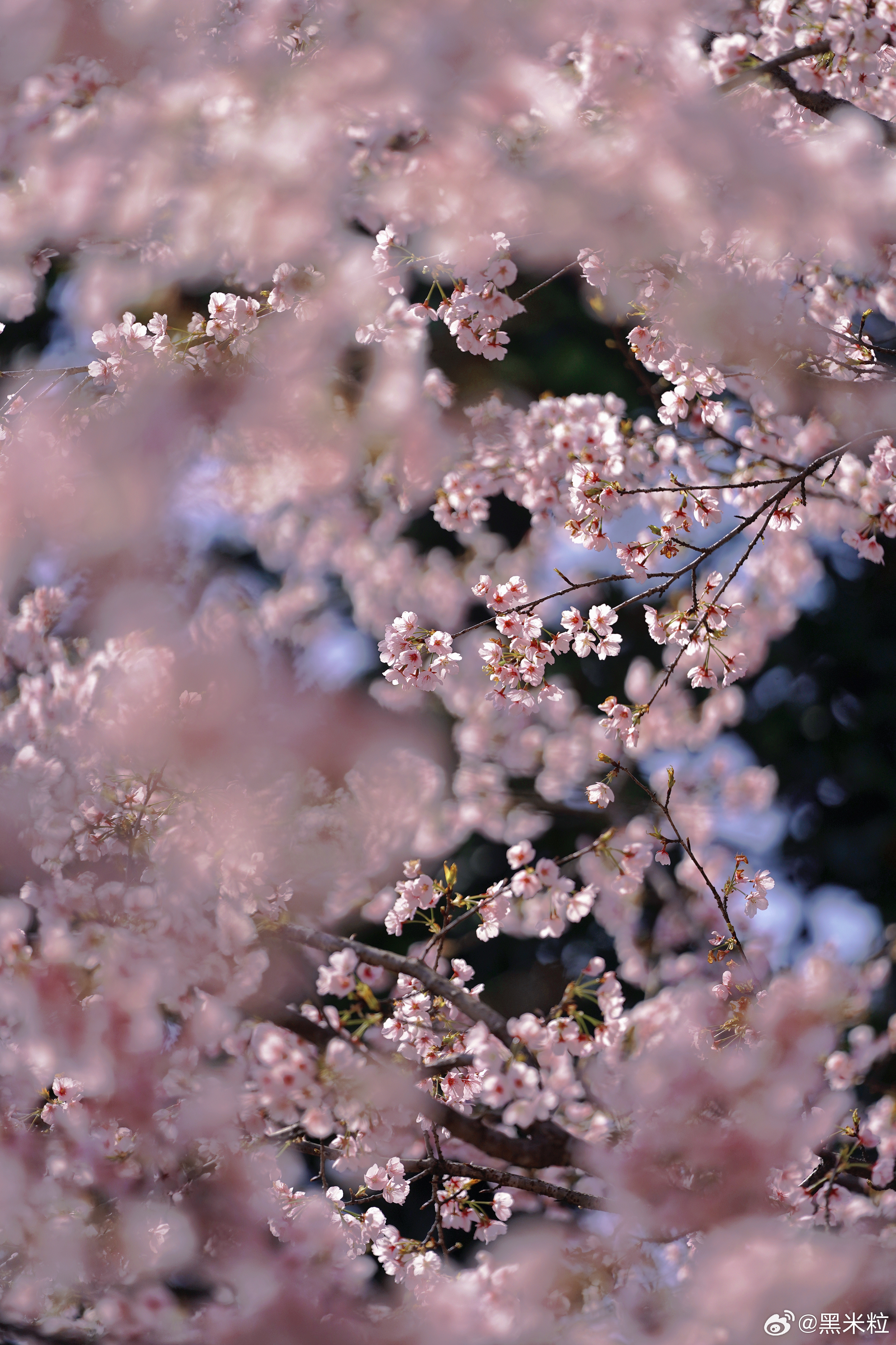 春暖花开